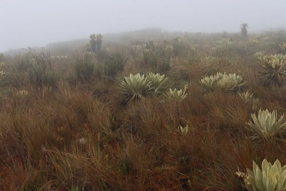 Frailejones del Páramo del Meridiano, Susurros del Páramo